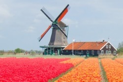 Голландия тюльпаны мельница