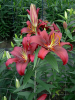 ����� Montezuma