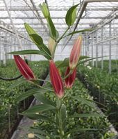 ����� Montezuma