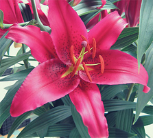 ����� Montezuma