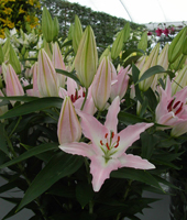 ����� Namara