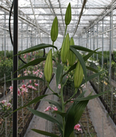 ����� Namara