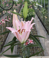 ����� Namara