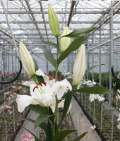 ����� Santander