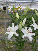 ����� Santander