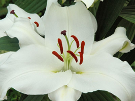 ����� Santander