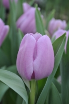 ������� Alibi