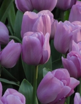 ������� Alibi