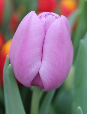 ������� Alibi