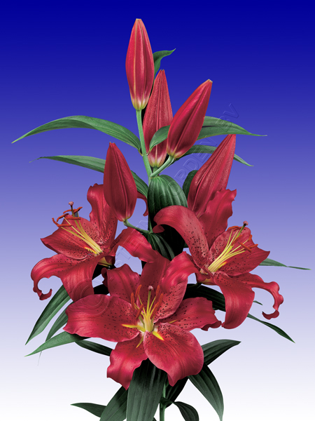 ����� Montezuma