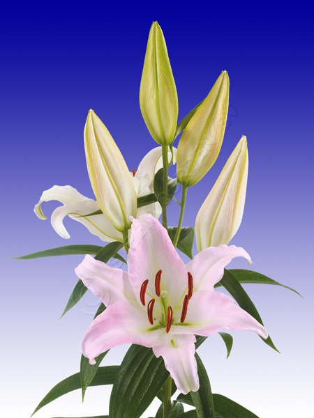 ����� Namara