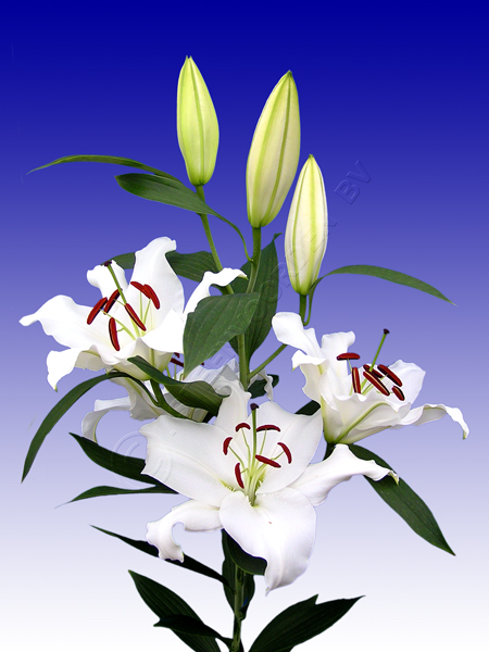 ����� Santander